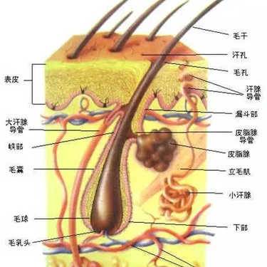 小腿脱毛