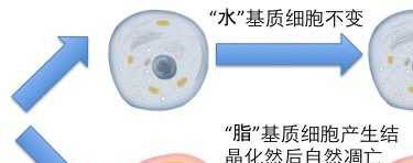 冷冻溶脂