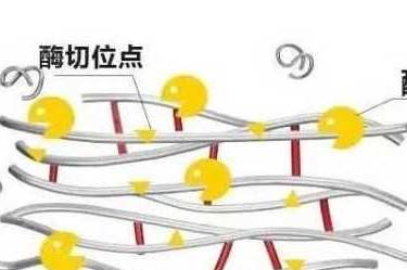 玻尿酸溶解酶