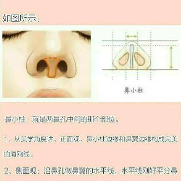 鼻小柱